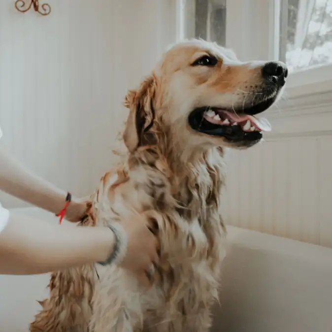 Grooming Lucky Paws