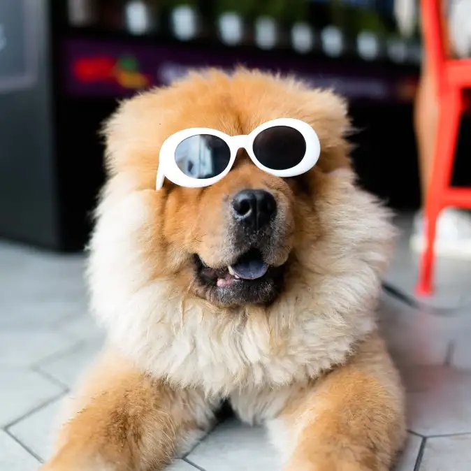 Daycare Lucky Paws